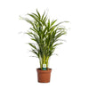 Dypsis Lutescens - Ø17cm - ↕65cm Everspring