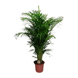 Dypsis Lutescens - Ø24cm - ↕125cm Everspring