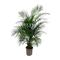 Dypsis Lutescens (palmier d'arec) 150 cm - ø24 - GREEN OASIS - SHOP