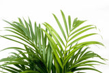 Dypsis Lutescens (palmier d'arec) 150 cm - ø24 - GREEN OASIS - SHOP