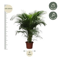 Dypsis Lutescens (Palmier d'Arec) - 230 cm - ø40 Everspring