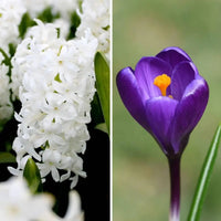 🌼 Early Spring Tulipes, Narcisses et Crocus – 30 Bulbes pour un Jardin Printanier Coloré.