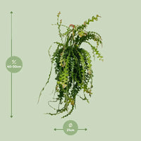 Ephiphyllum Anguliger - Ø21cm - ↕50cm Everspring