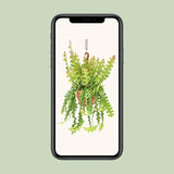 Epiphyllum Anguliger - Ø21cm - ↕60cm Everspring