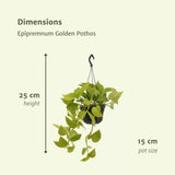 Epipremnum Golden Pothos (Scindapsus) - 2 pièces - Ø15cm - ↕25cm - GREEN OASIS - SHOP Plantes vertes originales livrées à votre domicile