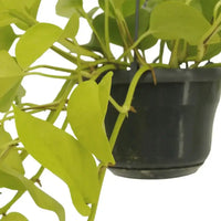 Epipremnum Golden Pothos (Scindapsus) - 2 pièces - Ø15cm - ↕25cm - GREEN OASIS - SHOP