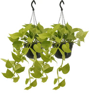 Epipremnum Golden Pothos (Scindapsus) - 2 pièces - Ø15cm - ↕25cm - GREEN OASIS - SHOP Plantes vertes originales livrées à votre domicile