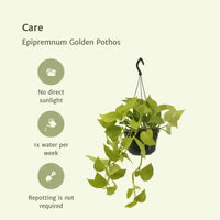 Epipremnum Golden Pothos (Scindapsus) - 2 pièces - Ø15cm - ↕25cm - GREEN OASIS - SHOP