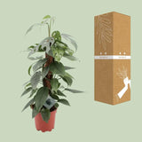 Epipremnum Pinnatum Cebu Blue - Ø17cm - ↕60cm Everspring