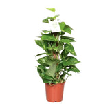 Epipremnum Pinnatum Mosstok 60cm Scindapsus - Ø15cm - ↕60cm - GREEN OASIS - SHOP