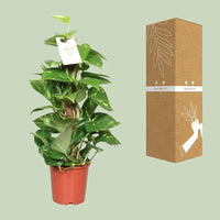 Epipremnum Pinnatum Mosstok 60cm Scindapsus - Ø15cm - ↕60cm - GREEN OASIS - SHOP
