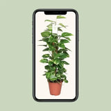 Epipremnum Pinnatum Mosstok 80cm Scindapsus - Ø19cm - ↕80cm - GREEN OASIS - SHOP