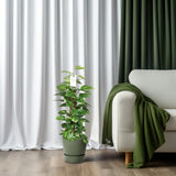 Epipremnum Pinnatum Mosstok 80cm Scindapsus - Ø19cm - ↕80cm - GREEN OASIS - SHOP Plantes vertes originales livrées à votre domicile