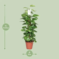 Epipremnum Pinnatum Mosstok 80cm Scindapsus - Ø19cm - ↕80cm - GREEN OASIS - SHOP