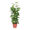 Epipremnum Pinnatum Mosstok 80cm Scindapsus - Ø19cm - ↕80cm - GREEN OASIS - SHOP Plantes vertes originales livrées à votre domicile