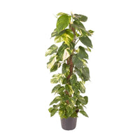 Epipremnum Pinnatum - Ø24cm - ↕120cm Everspring