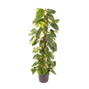 Epipremnum Pinnatum - Ø24cm - ↕120cm Everspring