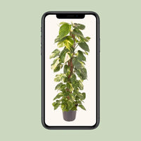 Epipremnum Pinnatum - Ø24cm - ↕120cm Everspring