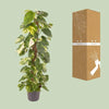 Epipremnum Pinnatum - Ø24cm - ↕120cm Everspring