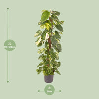 Epipremnum Pinnatum - Ø24cm - ↕120cm Everspring