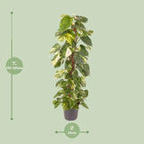 Epipremnum Pinnatum - Ø24cm - ↕120cm Everspring