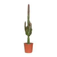 Euphorbe trigona rubra - Ø17cm - ↕70cm Everspring