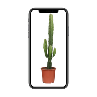 Euphorbia Acrurensis - Ø17cm - ↕50cm Everspring