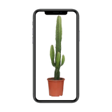 Euphorbia Acrurensis - Ø17cm - ↕50cm Everspring