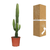 Euphorbia Acrurensis - Ø17cm - ↕50cm Everspring