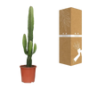 Euphorbia Acrurensis - Ø17cm - ↕50cm Everspring
