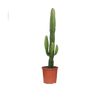 Euphorbia Acrurensis - Ø17cm - ↕50cm Everspring
