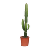 Euphorbia Acrurensis - Ø17cm - ↕50cm Everspring