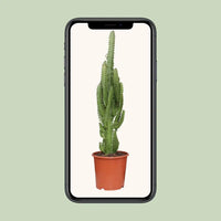 Euphorbia Trigona - Ø17cm - ↕70cm Everspring