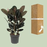 Ficus Abidjan - Ø27cm - ↕90cm Everspring