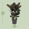 Ficus Abidjan - Ø27cm - ↕90cm Everspring