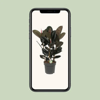 Ficus Abidjan - Ø27cm - ↕90cm Everspring
