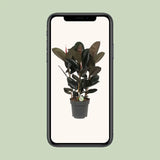Ficus Abidjan - Ø27cm - ↕90cm Everspring