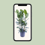 Ficus Amstel King Gold - Ø27cm - ↕105cm Everspring