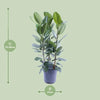 Ficus Amstel King Gold - Ø27cm - ↕105cm Everspring