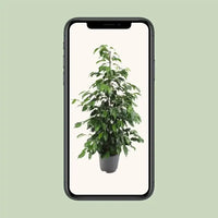 Ficus benjamina Danielle - Ø21cm - ↕95cm - GREEN OASIS - SHOP