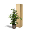 Ficus benjamina Danielle - Ø21cm - ↕95cm + pot Mayk Plomb Everspring