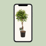 Ficus Benjamina Exotica - Ø27cm - ↕120cm Everspring