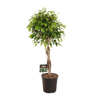 Ficus Benjamina Exotica - Ø27cm - ↕120cm Everspring