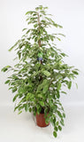 Ficus Benjamina Golden King - Ø 21 cm - ↕ 100 cm - GREEN OASIS - SHOP