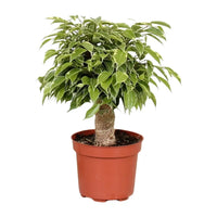 Ficus Benjamina Kinky - Ø12cm - ↕28cm Everspring