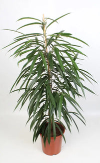 Ficus Binnendijkii Alii 21 Cm - Ø21cm - ↕100cm - GREEN OASIS - SHOP