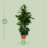 Ficus Cyathistipula - Ø21cm - ↕105cm Everspring