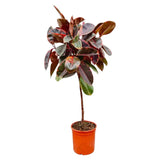 Ficus Elastica Belize sur tige - 130 cm - ø24 Everspring