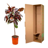 Ficus Elastica Belize sur tige - 130 cm - ø24 Everspring