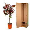 Ficus Elastica Belize sur tige - 130 cm - ø24 Everspring